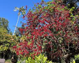 Image result for Schotia capitata