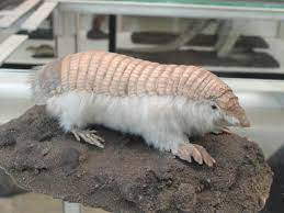 The Weirdest Animals In South America Realwords