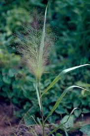 Image result for Eragrostis aspera