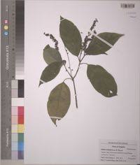 Image result for Hilleria latifolia