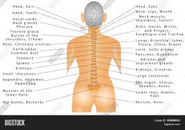 What organs are located on the back lower right hand side? Spine And All Organs Image Stock Photo 108248912