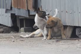 Berikut kompilasi mimpi anjing bagi yang semalam mengalaminya! Waspada Ini Ciri Ciri Anjing Rabies Dan Korban Gigitannya Halaman All Kompas Com