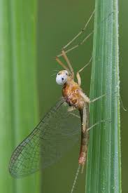 Image result for Sericanthe chimanimaniensis