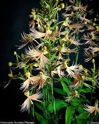 Image result for Habenaria humilior