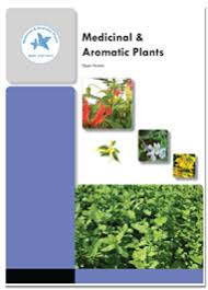 Image result for Terminalia brachystemma ×  sericea