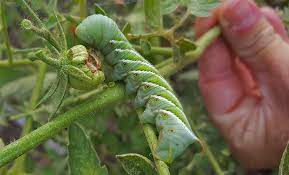 People also call them tomato worms, or hookworms. Growth In Gardening The Tomato Hornworm San Marcos Record