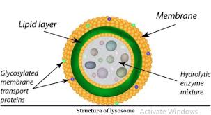 Maybe you would like to learn more about one of these? Cell The Unit Of Life Practically Study Material