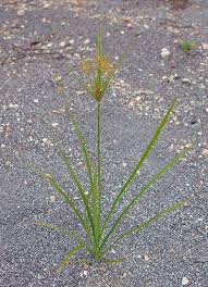 Image result for Cyperus esculentus