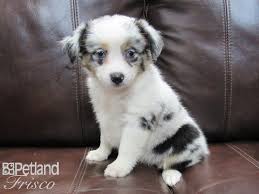 Miniature australian shepherd puppies for sale texas mini aussie breeders,texas mini aussie puppies. Mini Australian Shepherd Dog Female Blue Merle 2882520 Petland Frisco Tx
