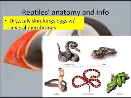 Chordate Comparison What Are The Characteristics Of A