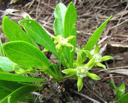 Image result for Pygmaeothamnus