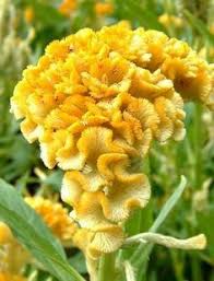 Pin On Garden Plants