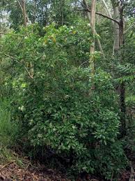 Image result for Pavetta johnstonii