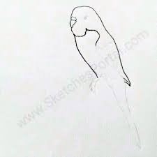 How To Draw A Budgie In 10 Steps Video Dailymotion Please sub to me and my second channel spellsforyou 999. how to draw a budgie in 10 steps