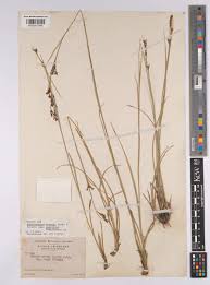 Image result for Rhynchospora brownii