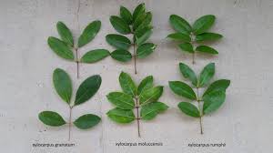 Image result for Xylocarpus