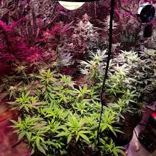 Optic 1 xl cob grow light. Optic 1 Xl Cob Led Grow Light 100w 3500k Cob