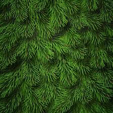 Christmas Tree Branches Realistic Christmas Tree Branches Background Detailed Christmas Tree Branches Background Green Needles On Branches Vector Tree Branch Background Stock Illustration Download Image Now Istock
