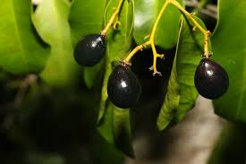 Image result for Surianaceae