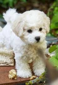 2.3 puppy paws 4 you. Cockapoo Pets And Animals For Sale Minnesota