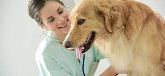 Can Dogs Live With A Heart Murmur Wag