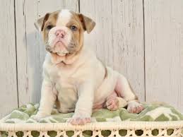 If you would like to expand your search outside of english bulldog puppies listed in south florida, florida, then perhaps you would be interested in the following puppies. English Bulldog Puppies Petland Fort Myers Florida