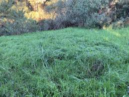 Image result for Cenchrus clandestinus