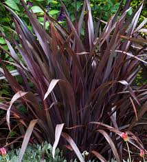 Image result for Phormium