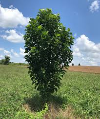 Image result for magnolie sunsation