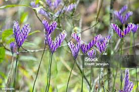 Image result for Burmanniaceae