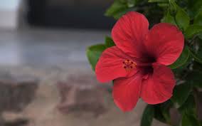 If you are brewing tea from fresh organic hibiscus flowers, always make sure they are edible and safe. Difference Between Hibiscus And Roselle Garden Lovers Club