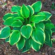 With so many online flower shops, different flower delivery discounts, and different delivery time requests, you'd wonder how an online florist can. 14 Ways To Get Free Plants For Your Garden Whole New Mom