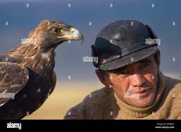 Eagle in captivitiy hi-res stock photography and images