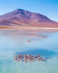 Bolivia is also one of the world's largest producers of coca, the raw material for cocaine. Doing A Bit Of Flamingo Spotting On The Altiplano Of Bolivia Reisebilder Reiseziele Titicacasee