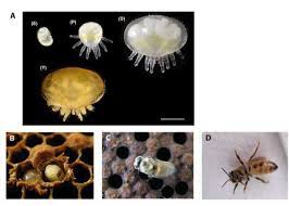 Varroa mites also affect the queen's ability to reproduce, which is detrimental to the survival of the hive. Illustrations Des Differents Stades De Developpement De Varroa Download Scientific Diagram