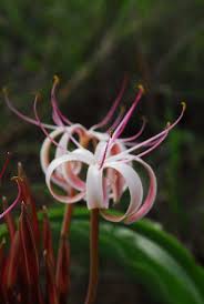 Image result for Crinum rautanenianum