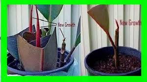 I've searched high and low! How To Propagate Rubber Plant From Cuttings Rubber Plant Propagation From Cuttings Youtube