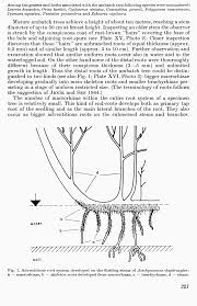 Image result for Aeschynomene elaphroxylon