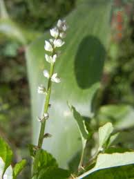 Image result for Celosia trigyna