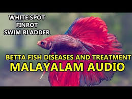 Betta Fish Common Diseases And Their Treatment In Malayalam Youtube