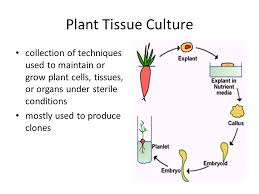 Tissue culture, a method of biological research in which fragments of tissue from an animal or plant are transferred to an artificial environment in which they can continue to survive and function. Plant Tissue Culture Collection Of Techniques Used To Maintain Or Grow Plant Cells Tissues Or Organs Under Sterile Conditions Mostly Used To Produce Ppt Download