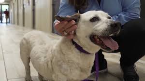 This is our philosophy and the confidence to all our clientele, which is the vision and core values of kingdom pets services. Big Dog Ranch Rescue Changes Fate Of Dogs Facing Euthanization
