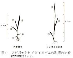 Navigation 九州沖縄農業研究センター 研究成果情報 平成１７年度目次 イネ科一年生雑草アゼガヤの初期生育の特徴 要約 アゼガヤの葉齢進展は5月に発生した個体に比べて6月及び7月に発生した個体で速く 同じ葉位の葉身長は5月 7月の発生