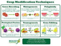 Genetically modified crops are real, and are here to stay, representing a powerful leap in human control of the environment. Traditional Crossbreeding For Millennia Traditional Crossbreeding Has Been The Backbone Of Improving The Genetics Of Our Crops Typically Pollen From Ppt Download