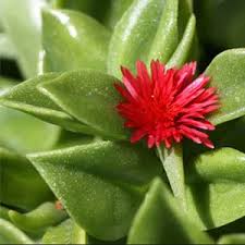 The euphoria milii has got very pretty red flowers. 1 000 Types Of Succulents With Pictures Succulent Identification Cheat Sheet Succulent Alley