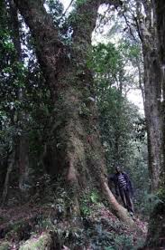 Image result for Disperis kilimanjarica