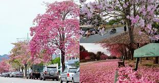 Pokok amat mudah ditanam di halaman rumah. Musim Bunga Sakura Tiba Lagi Di Malaysia Mari Bergambar