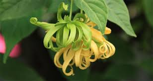 Image result for Cananga