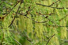 Image result for Quercus phellos