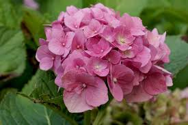 Kaffeesatz Im Garten Als Dunger Diese Pflanzen Lieben Ihn Hydrangea Petiolaris Hortensien Garten Hortensien